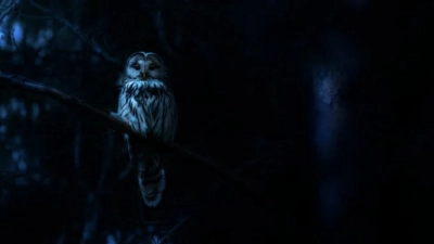 Ác Mộng Của Thiên Nhiên (Nightmares of Nature)