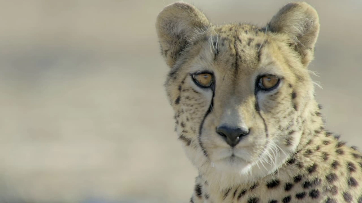 Africa's Claws and Jaws (Africa's Claws and Jaws)