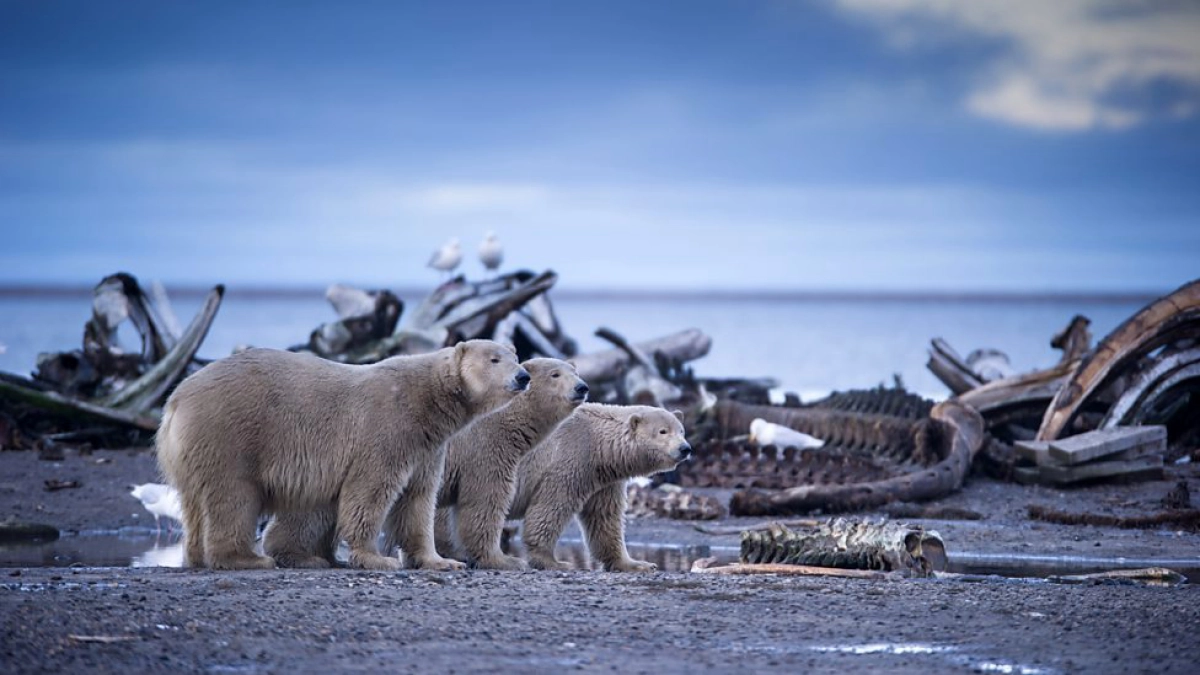 Alaska: Vương Quốc Băng Giá (Alaska: Earth's Frozen Kingdom)
