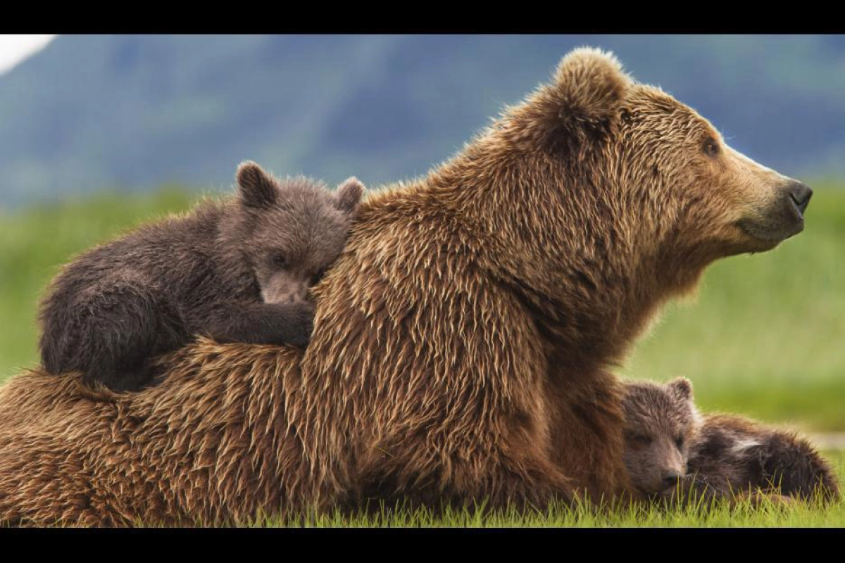 Bears (Bears)