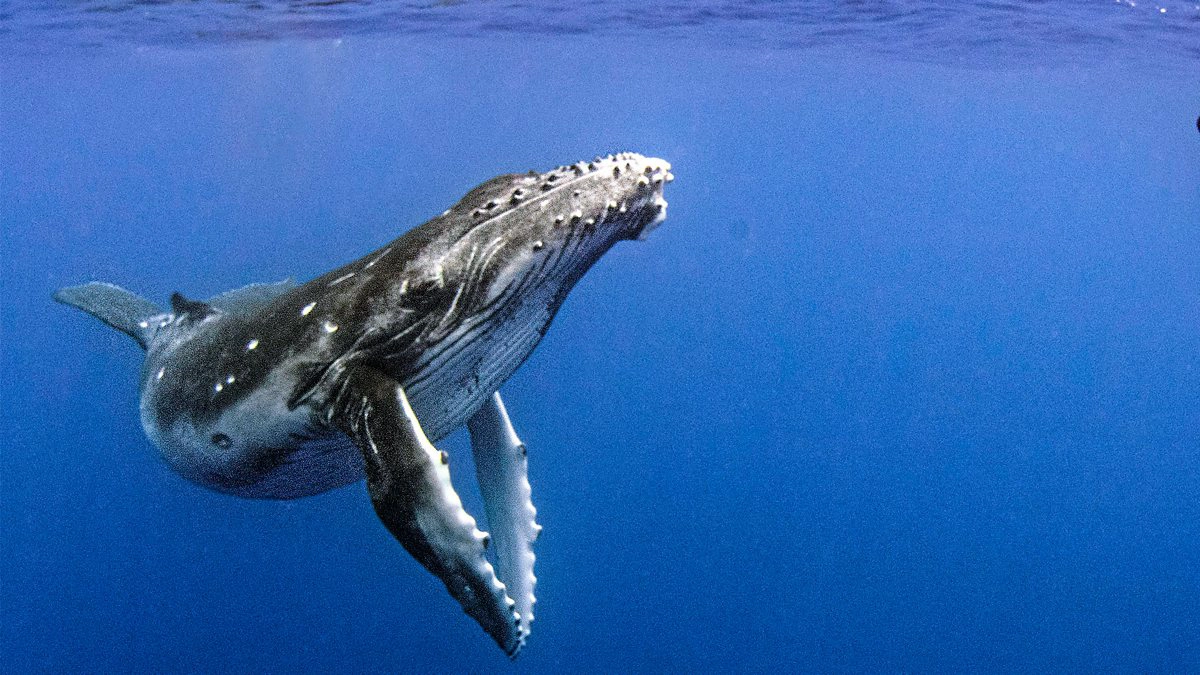 Cá Voi Lưng Gù (Humpback Whales)