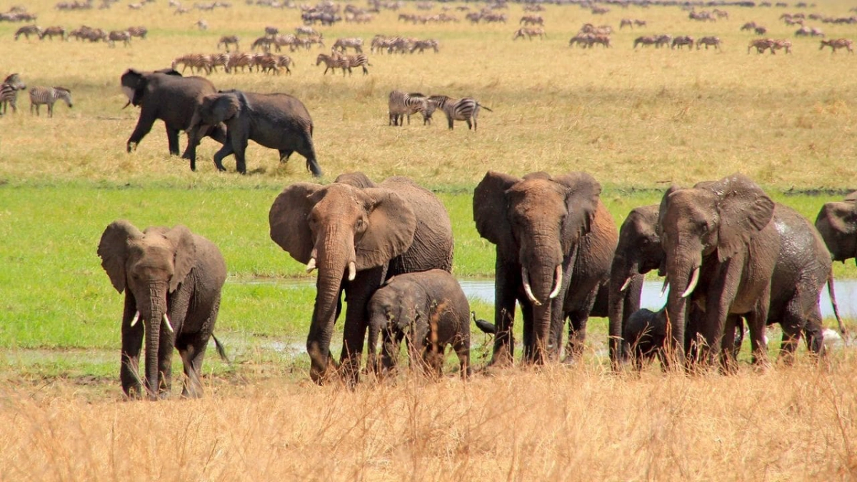 Châu Phi Huyền Diệu (Amazing Africa)