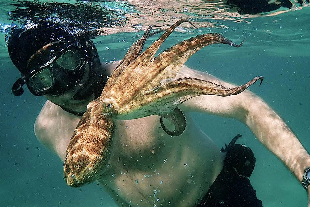 Cô giáo bạch tuộc (My Octopus Teacher)