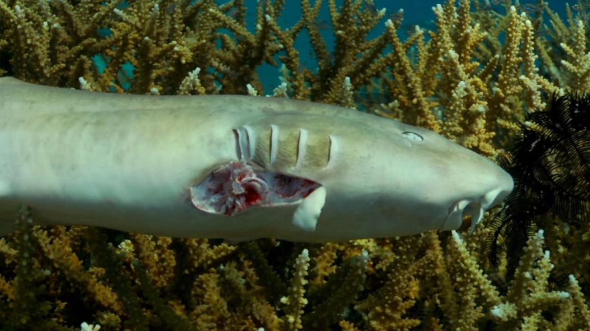 Cuộc Đua Tuyệt Chủng (Racing Extinction)