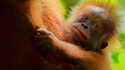 Cuộc sống bí mật của đười ươi (Secret Lives of Orangutans)