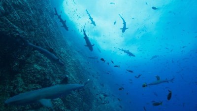 Đại dương của chúng ta (Our Oceans)