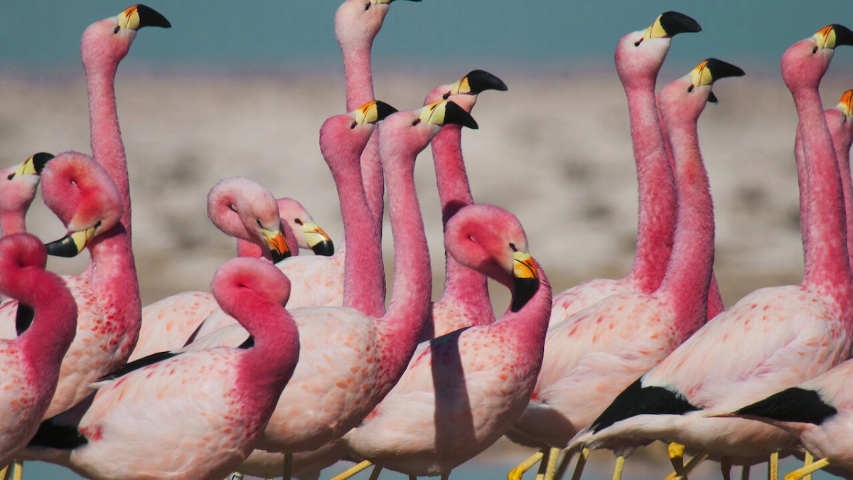 David Attenborough: Sự sống đầy màu sắc (Life in Colour with David Attenborough)