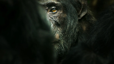 Đế chế tinh tinh (Chimp Empire)
