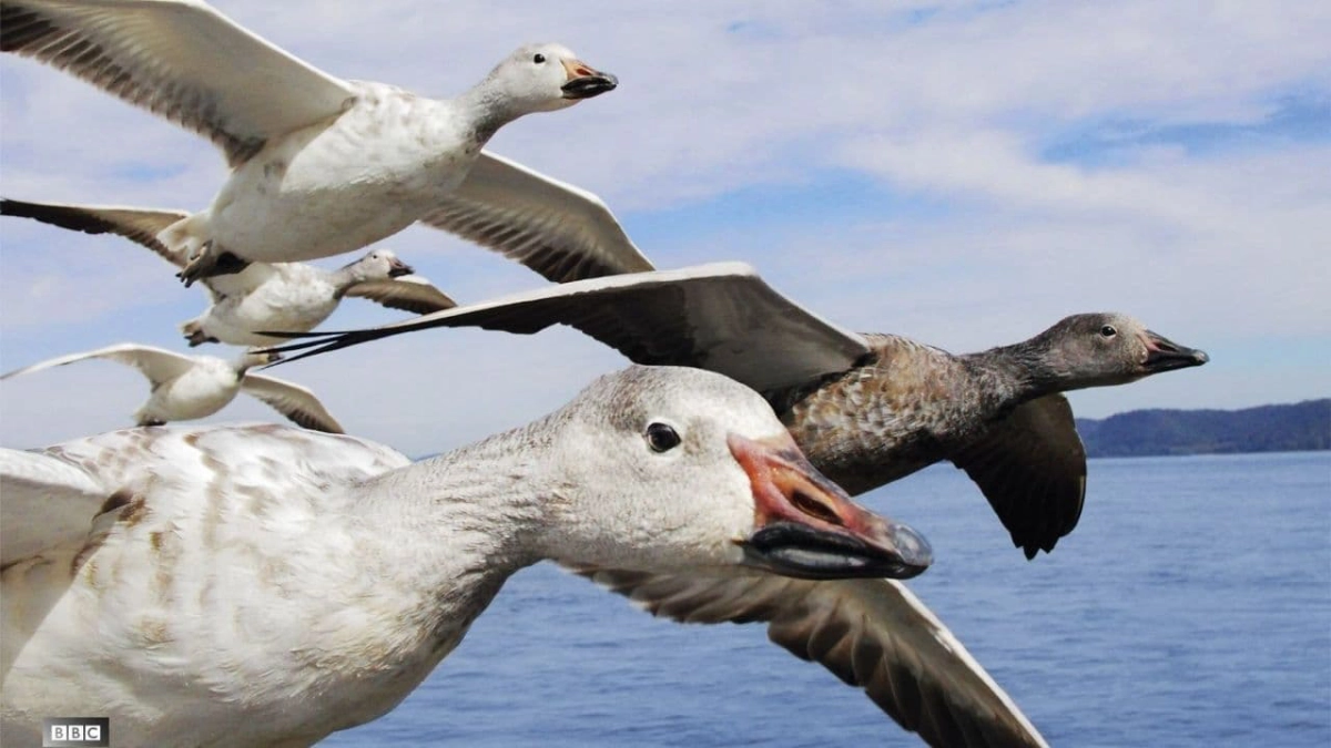 Earthflight (Earthflight)