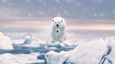Gấu Bắc Cực (Polar Bear)