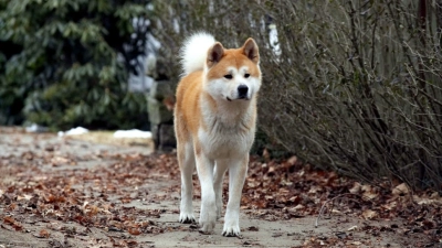 Hachi: A Dog's Tale (Hachi: A Dog's Tale)