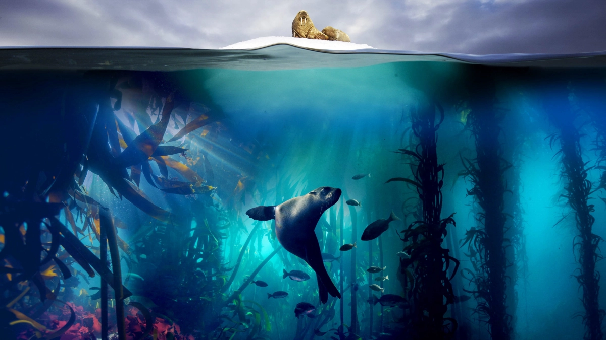 Hành Tinh Màu Xanh Dương 2 (Blue Planet II)