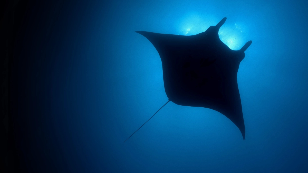 Hành Tinh Màu Xanh Dương (The Blue Planet)