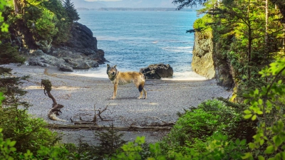 Hòn đảo của sói biển (Island of the Sea Wolves)