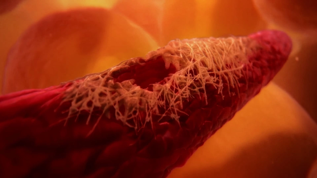 Inside the Human Body (Inside the Human Body)