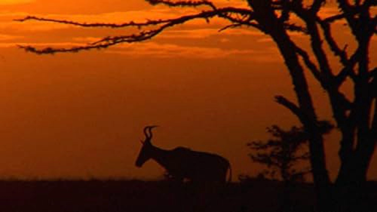 Khu Bảo Tồn Ol Pejeta Châu Phi (Phần 3) (Ol Pejeta Diaries)