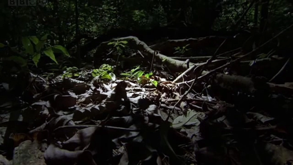 Kiến ăn thịt (The Natural World - Ant Attack)