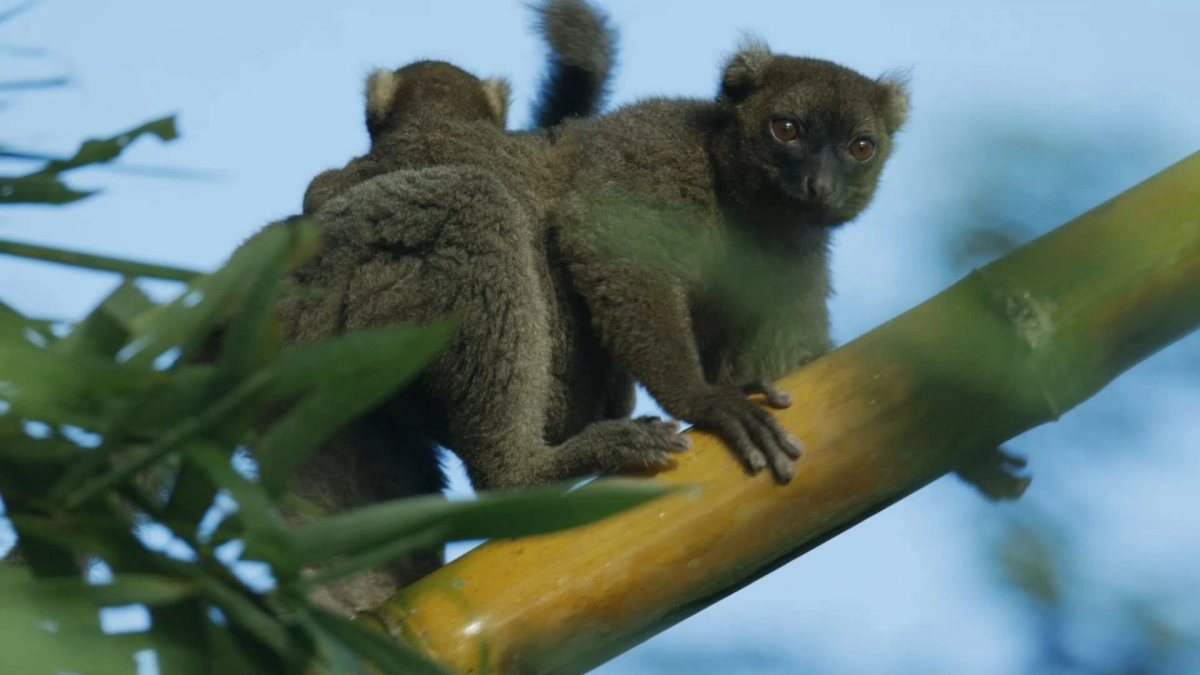 Madagascar: Africa's Galapagos (Madagascar: Africa's Galapagos)