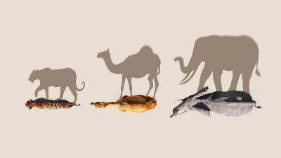 Mammals (2024) (Mammals)