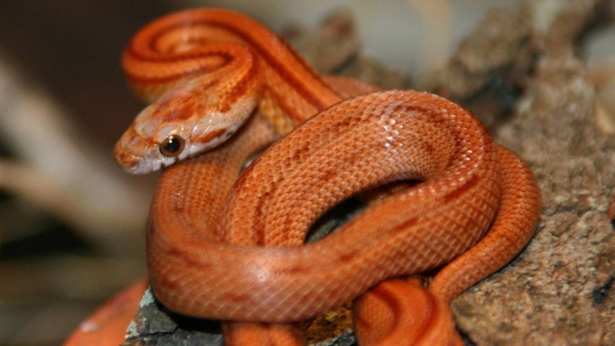 Nét đẹp của loài rắn (The Beauty of Snakes)