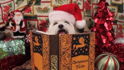 Người Tuyết Kỳ Thú (Snowball's Christmas Tales By The Fire)