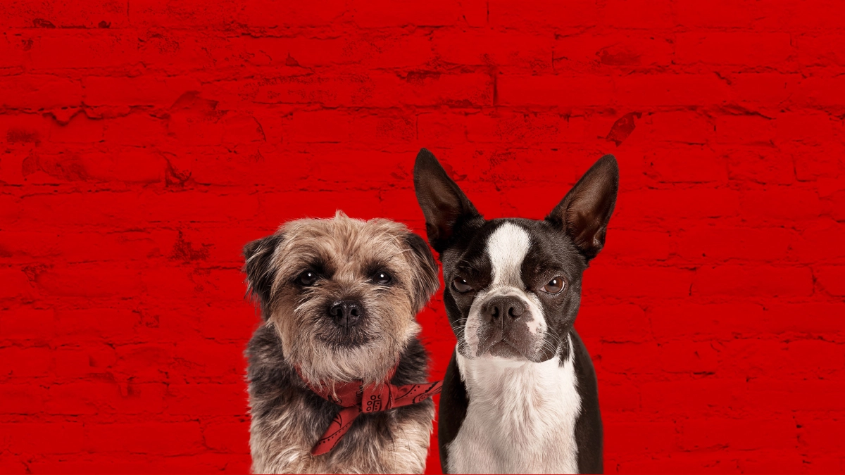 Những Chú Chó Bụi Đời (Strays)