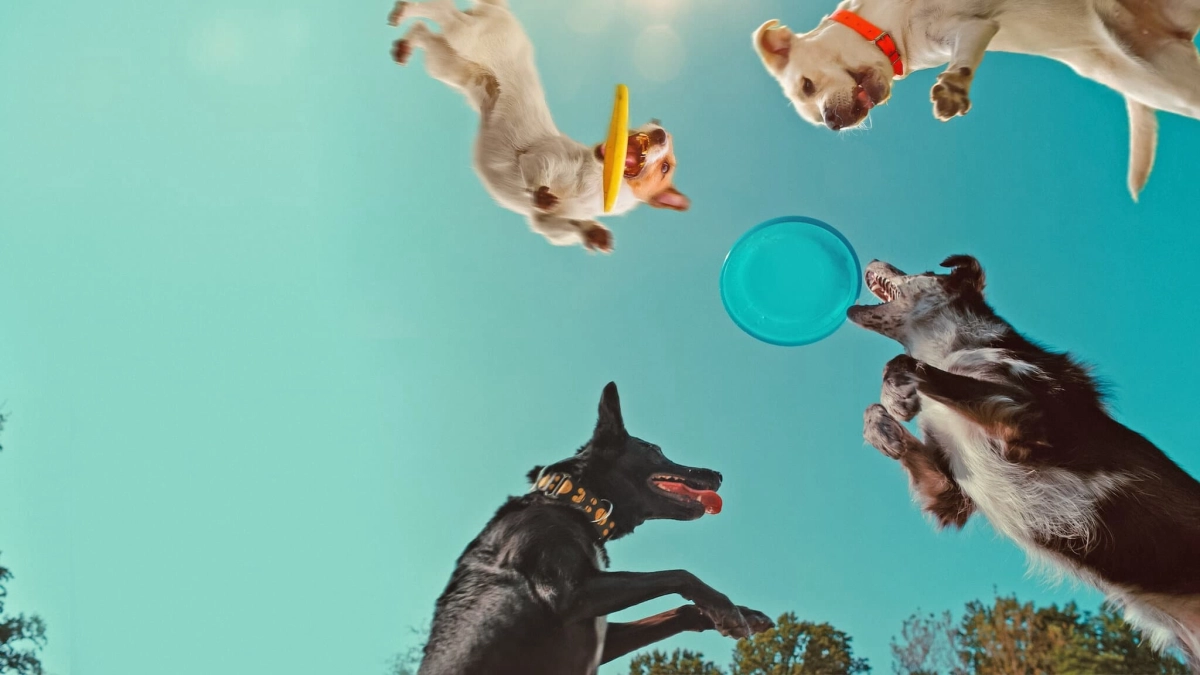 Những chú chó nghĩ gì (Inside the Mind of a Dog)
