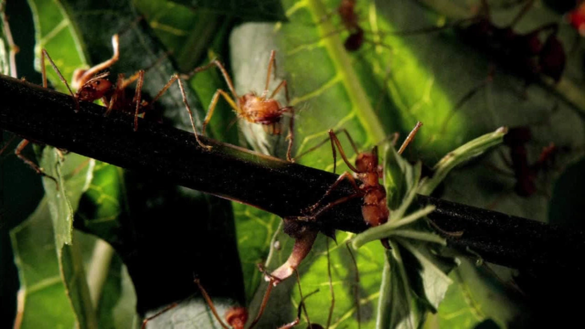 Những Quái Vật Tý Hon (Micro Monsters)