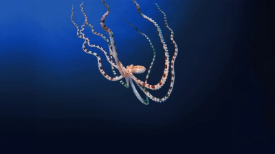 Secrets of the Octopus (Secrets of the Octopus)