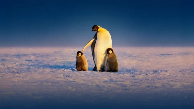 Secrets of the Penguins (Secrets of the Penguins)