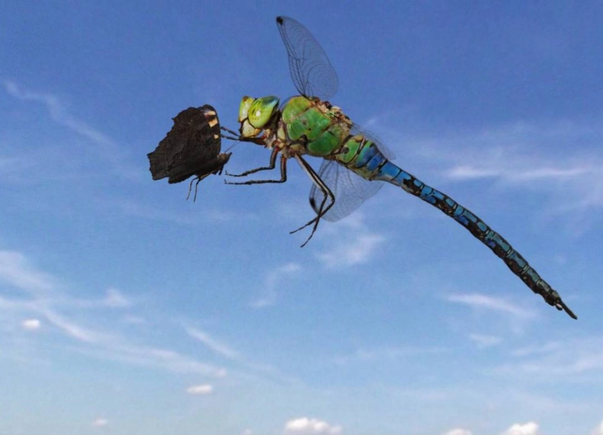 Sky Hunters - The World of Dragonfly (Sky Hunters - The World of Dragonfly)