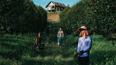 Thiên Đường Quả Báo (The Paradise of Thorns)