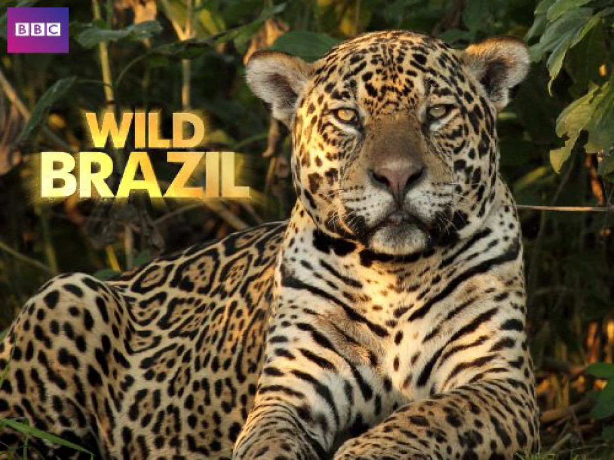 Thiên Nhiên Brazil Hoang Dã (Wild Brazil)