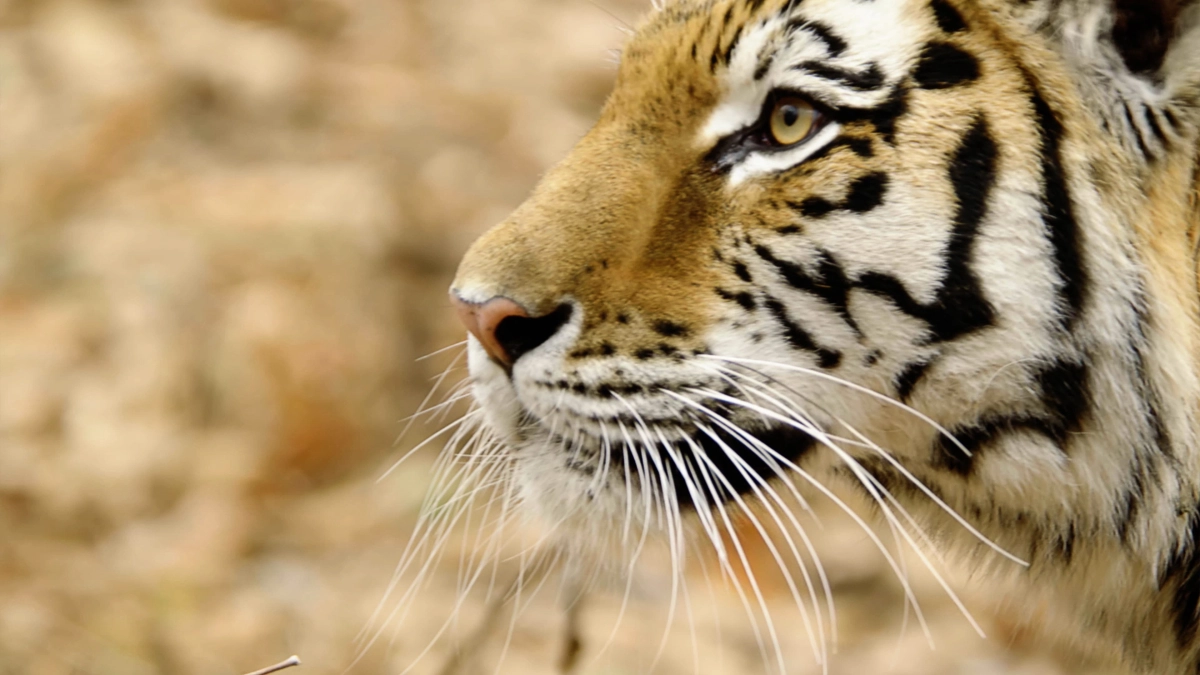 Thiên nhiên hoang dã Nước Nga (Wild Russia)