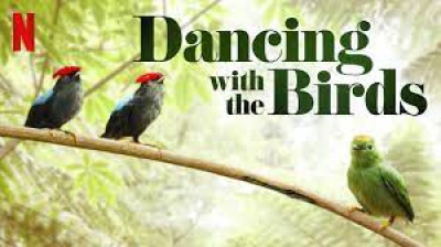 Vũ điệu của loài chim (Dancing with the Birds)