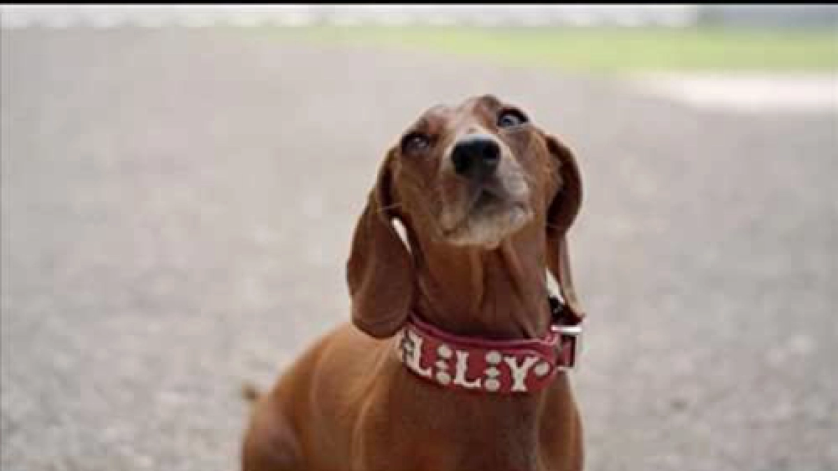 Wiener Dog Internationals (Wiener Dog Internationals)